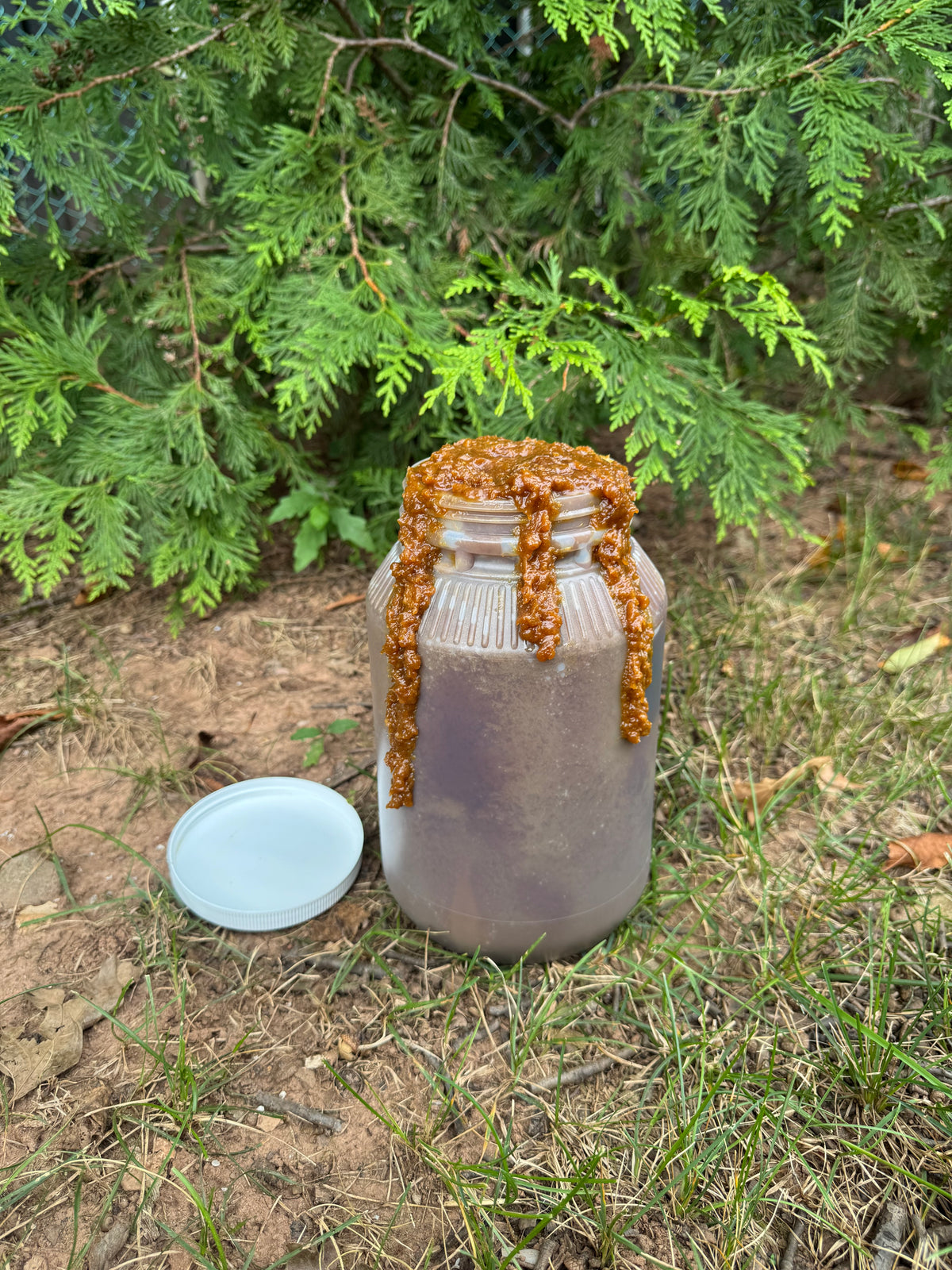 WHOLESALE - Batana Oil by the Gallon