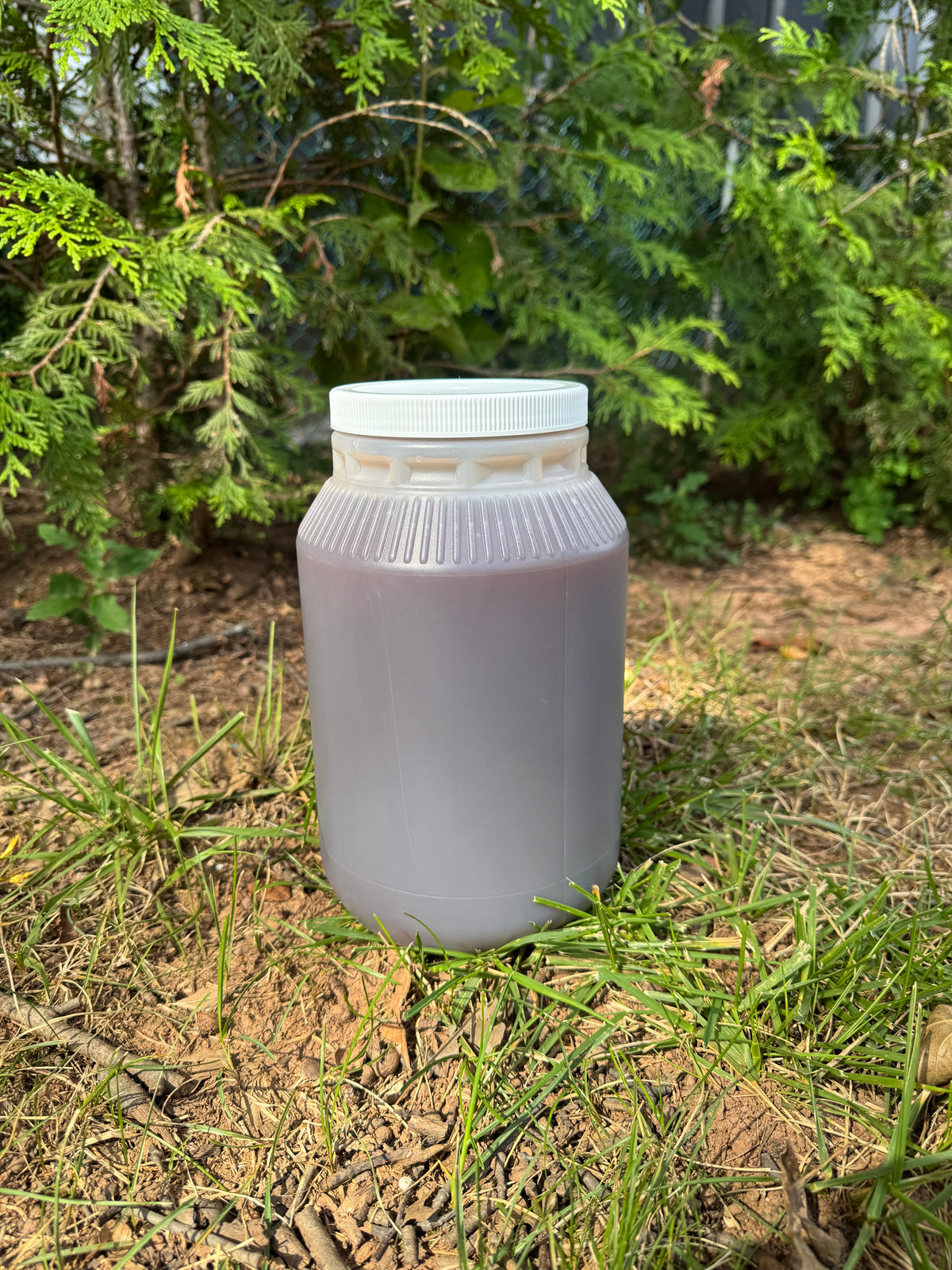 WHOLESALE - Batana Shampoo by the Gallon